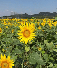 湘湖向日葵花海怒放,周末约起~