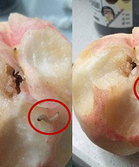 慎入 吃了一半的桃子里钻出条虫