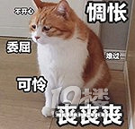 "我的大叶平菇养成记"