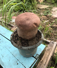 萧山大伯在小区菜地挖出一个怪东西,你认识吗?