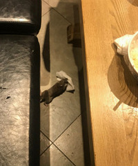 吓人!吃饭时老鼠从天而降