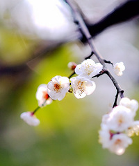 湘湖越风楼梅花初放