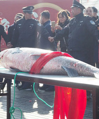 2019湘湖年鱼节开幕!现场福气满满