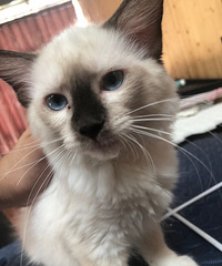 布偶猫