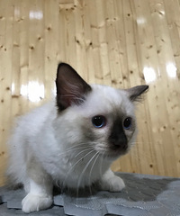布偶猫