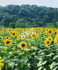 湘湖小众旅游推荐——井山坞向日葵