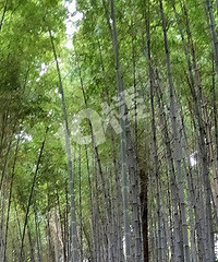 ��ͼ���͡����Է������Ҷ����