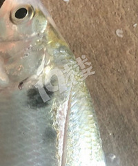 ��������ģ�����������