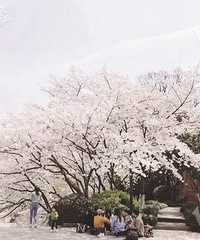 最新樱花观赏点,离你最近的是哪个?