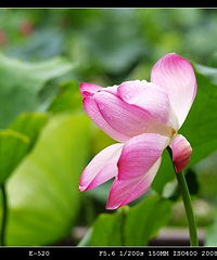 邀月的茫茫摄影路。。。