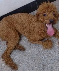 爱犬丢失,很是痛心,一直没有找到,找到狗狗者重谢