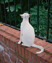〖谁的猫〗岁月跟着它流浪。