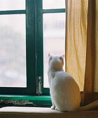 〖谁的猫2〗致亲爱的某某某