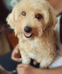 国际商贸城三区四期丢失一只贵宾犬,请大家帮忙找找