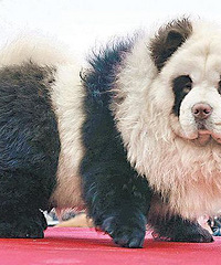 在宠物市场捡了一个宝 花了2000块买了只熊猫 牵出去回头率爆棚