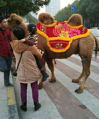 这个是骆驼么
