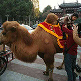 这个是骆驼么