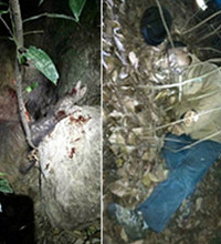 村民抓野猪不慎被野猪咬死