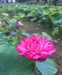 ★水墨环溪村★