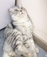 猫咪相亲啦
