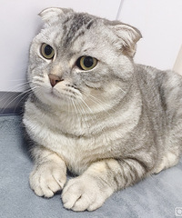 猫咪相亲啦
