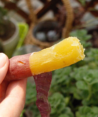 ����С����