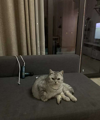 超高颜值小猫咪找领养!仅限重庆