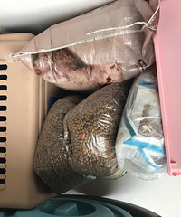 完全像白捡的猫砂猫盆猫粮和航空箱要不要