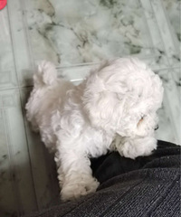 自家比熊妹妹三个月