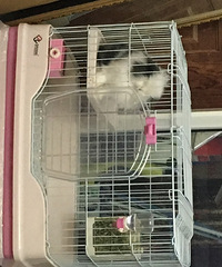 渝中区转家养猫猫兔和通心粉