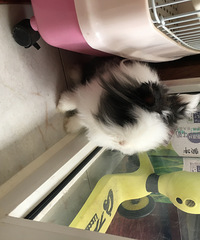 渝中区转家养猫猫兔和通心粉