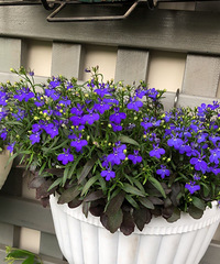 �Լһ�������� ������ ����15