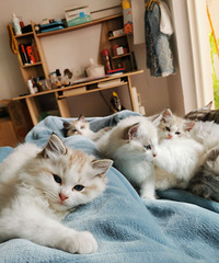 萌萌哒小猫咪