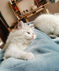 萌萌哒小猫咪