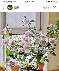 ����԰��Ʊ