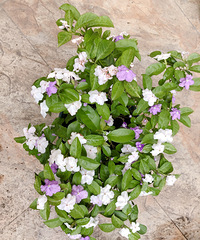 ����˫ɫ�������