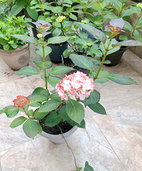 ���������������ȳ���