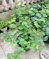 ����ŷ��ľ����7����