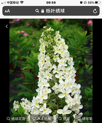 ������Ҷ�����������