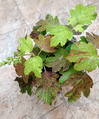 ������Ҷ�����������