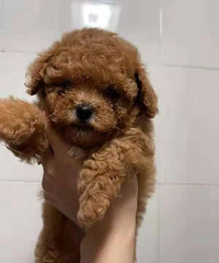 ̩�����ã���3ֻ�����¼�