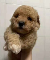 ̩�����ã���3ֻ�����¼�