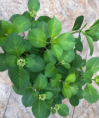 ��������ޱ��5���ش������