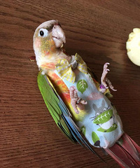 С̫������