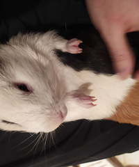 ��ʱ�����������