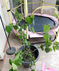 ����Ʒ�ֹ�ɣһ��