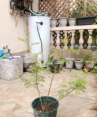 ������ľ�����