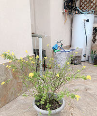 �������ܽ�˿ȸ����