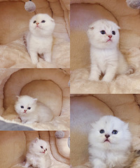 Ӣ�����������¼�