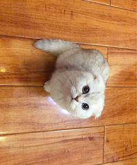 Ӣ�����������¼�